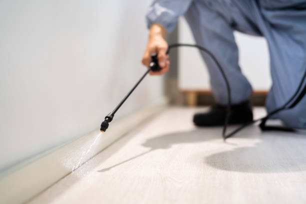 Certified termite inspector examining foundation in Flagstaff